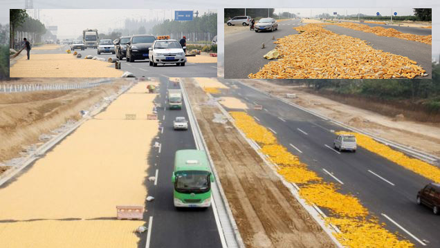 Jagung Melimpah di China Terpaksa Jemur di Jalan Tol (Kapan Indonesia Bisa Begini?)